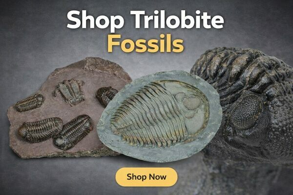 Shop Authentic Trilobite Fossils